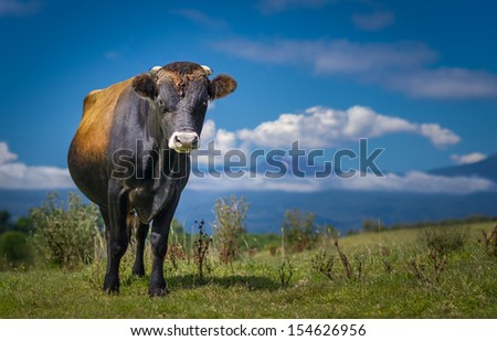 Bull or cow standing, on the grass, with blue sky, clouds and mountains. High definition image. 