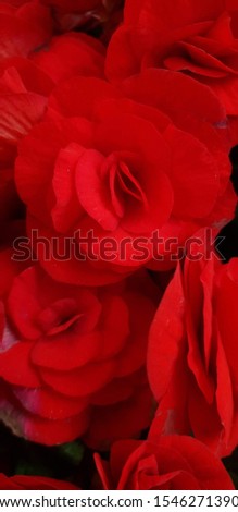 dense beautiful bunch of red roses