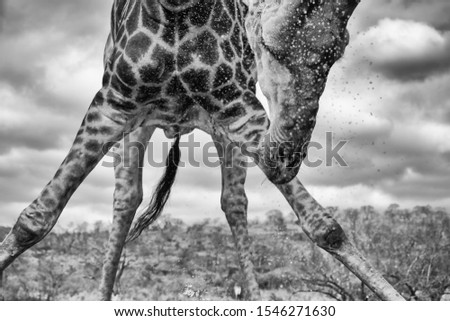 Giraffe Splish and Splash Black & White