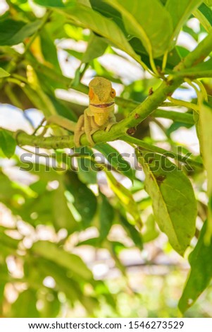 Crazy looking Chameleon in Madagascar chilling on a branch