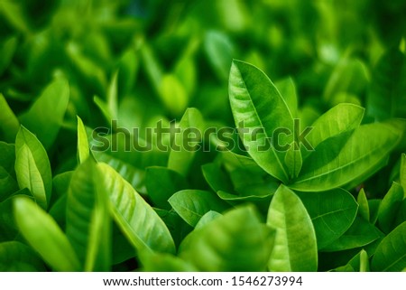 Fresh green leaves picture group
