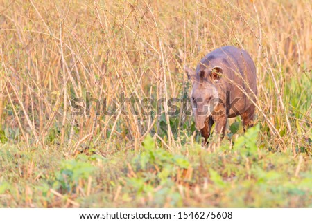 Tapir, lowland Tapir in the Brazilian jungle