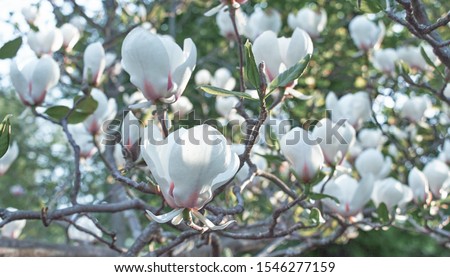 White Magnolia flower bloom on background of blurry white Magnolia flowers 