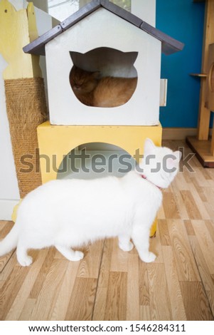 Domestic cat chilled in coffee shop, stock photo