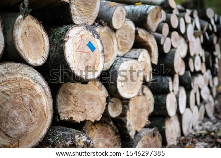 A pile of fresh-cut tree trunks