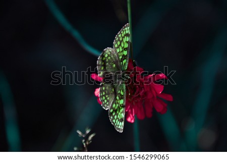 green butterfly on forest clover