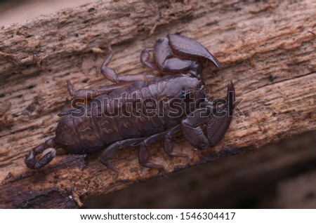 macro image of a scorpion 