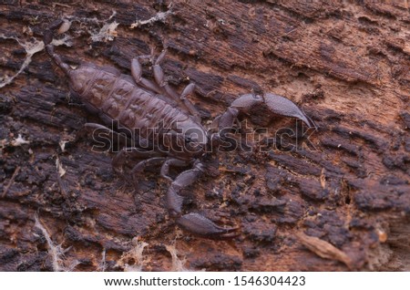 macro image of a scorpion 