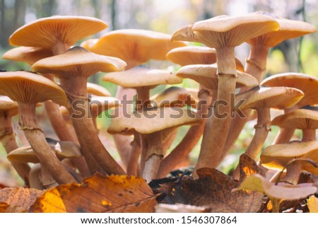 Honey mushrooms - Armillaria recorded on blurred background - macro shot