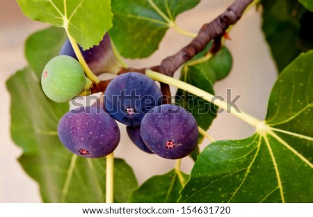 Figtree Royalty-Free Stock Photo #154631720