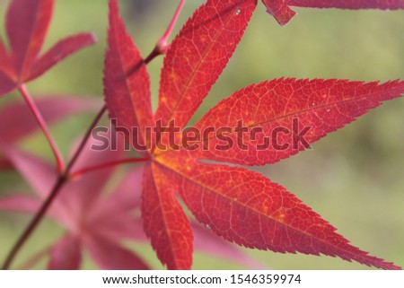 the red color maple in autumn Royalty-Free Stock Photo #1546359974