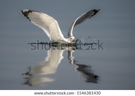 Caspian Gull (Larus cachinnans) just landed in the oder delta in Poland, europe. Blue background. Reflection