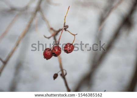 red berries under snow in the winter sunset
