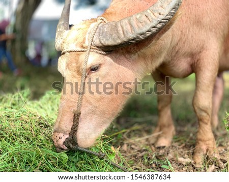 Pictures of live and reared albino buffalo in Kota Belud, Sabah, Malaysia