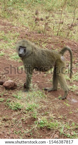 baboon in african natural park