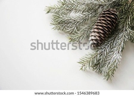 Spruce branches with a cone in the upper right corner on a white background. The view from the top.