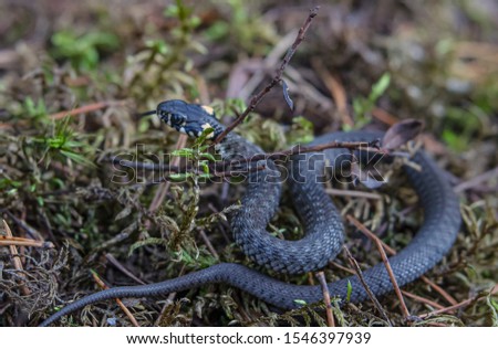 European grass snake or ringed snake Natrix natrix reptile in the forest moos close up portrait