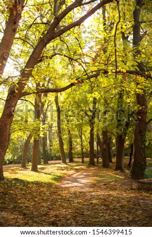 Autumn landscape an a city park on a sunny day. The sun shines through the trees. Park paths covered with fallen leaves.
