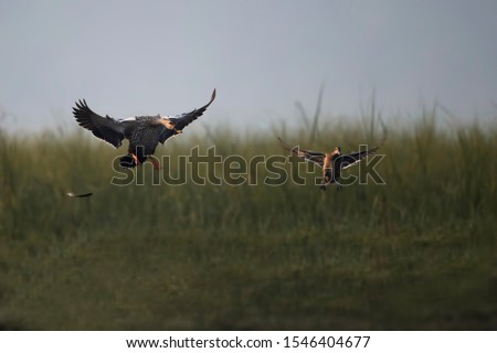 Indian Spot billed Duck  flying 