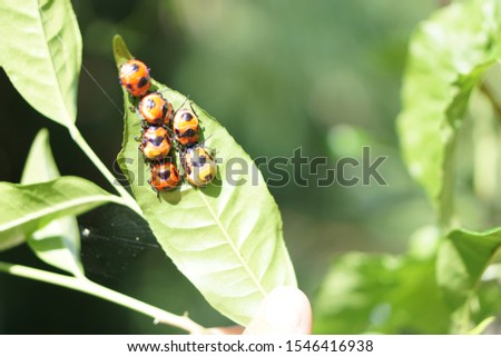 Ladybugs are  perching on a leaf