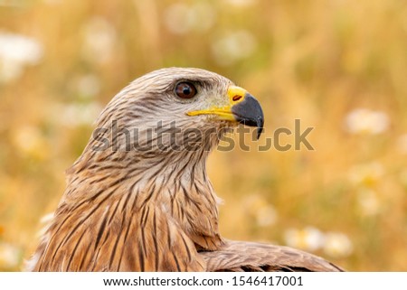 Close-up portrait of a Brown Kite taken while at rest 