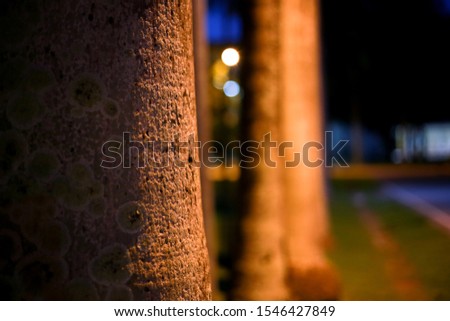 Background images, large palm tree trunks taking pictures at night after rain