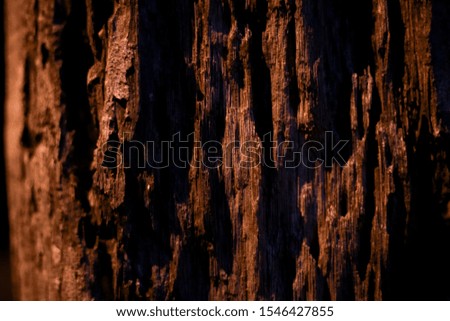 Background images, large palm tree trunks taking pictures at night after rain