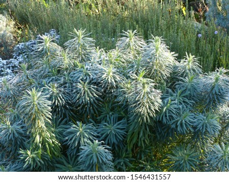 Euphorbia characias (Mediterranean spurge or Albanian spurge) is a species of flowering plant in the Euphorbiaceae family.
