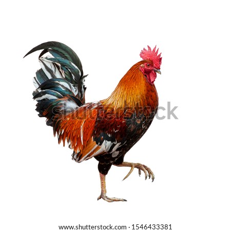Isolated Cuban rooster taking a step Royalty-Free Stock Photo #1546433381