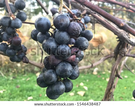 Deep purple Concord grapes color at the end of the season