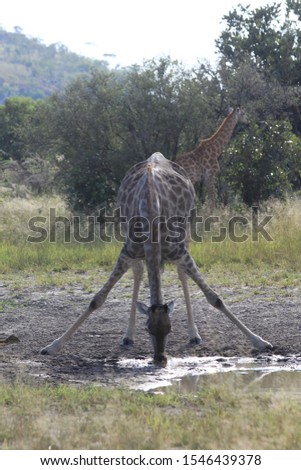 Giraffes drinking at a water hole in Botswana