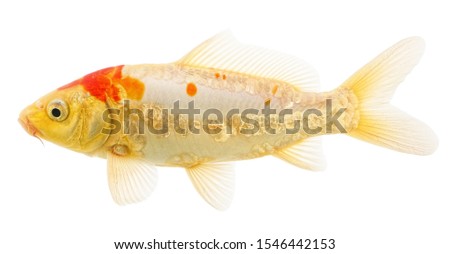 Gold Fish Carp Koi Isolated on White Background. Cyprinus Carpio Haematopterus.