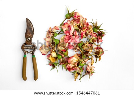 Cuting of flowers rose. Dry flowers rose and garden pruner isolated on a white background.  Pruning plants in the garden. Gardening concept. Top view.