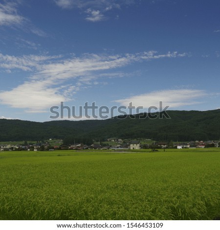 Rice field at the end of summer.