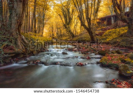 River in the autumn forest, Strandzha mountain, Aydere river