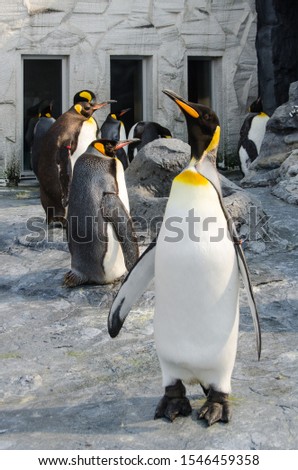 Emperor penguin is the tallest and heaviest of all living penguin species. They look like men in tuxedo suit.