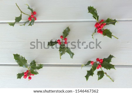 Christmas holly Ilex aquifolium isolated on blue table background. Evergreen leaves with red berries. Decorative floral frame, web banner. Flat lay, top view. Empty space for holiday text.