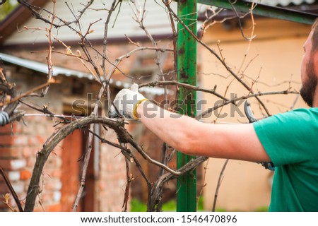 A man cuts grapes close-up. Gardener and pruner for pruning grapes. Autumn and spring pruning of grapes close-up and copy space.