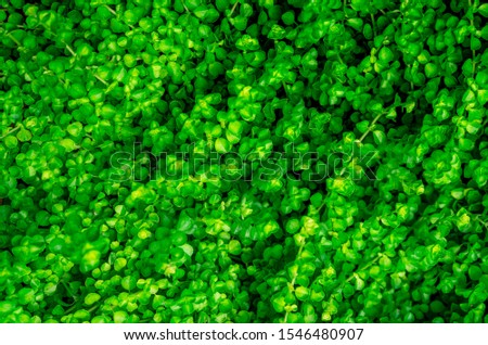 Small green leaves texture background with beautiful pattern. Clean environment. Ornamental plant in the Eco garden. Organic natural background. Many leaves reduce dust in the air. Tropical forest. 