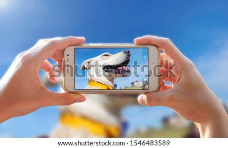 Photographing a dog. Woman taking a photo with the camera of a smartphone. A person photographing her pet with a cell phone.