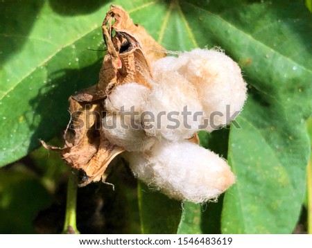 Upland cotton (Gossypium hirsutum), Mexican cotton or Upland-Baumwolle - Botanical Garden St. Gallen, Switzerland / Der Botanische Garten St. Gallen, Schweiz