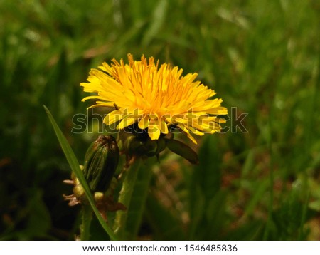 Yellow flowers. Dandelion. Dandelion flowers. Yellow flowers on green grass background. 