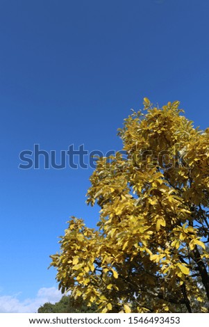 Golden colored leaves and blue sky