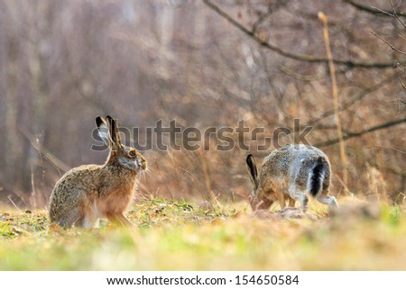 cute grey hare standing on the grass, nature series