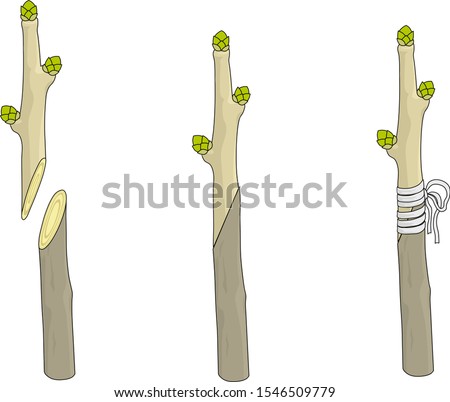 Splice grafting branches of two different trees Royalty-Free Stock Photo #1546509779