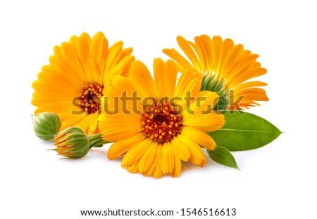 Calendula. Flowers with leaves isolated on white Royalty-Free Stock Photo #1546516613