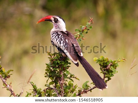 The Ruaha Red-billed Hornbill has recently been reclassified as a new species as there is sufficient difference in plumage and colouration to distinguish from the more widespread Red-billed Hornbill  Royalty-Free Stock Photo #1546518905