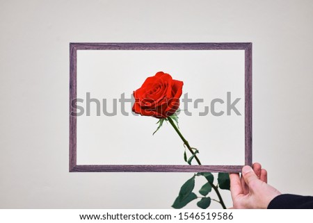 red rose in a frame for photographs. young guy holds a red rose in his hand