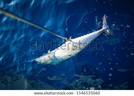 king mackerel fish are caught in the deep sea.