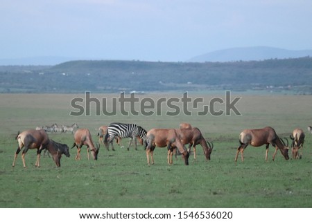 Antelopes (topis and zebras) in the african savannah.